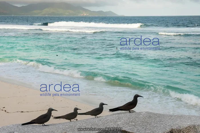 : Brown Noddy : Brown Noddy