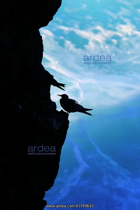 : Brown Noddy (Anous stolidus) on cliff, La Reunion : Brown Noddy (Anous stolidus) on cliff, La Reunion