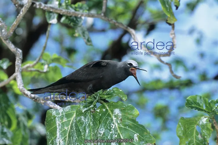 : Brown Noddy - Bird Island : Brown Noddy - Bird Island