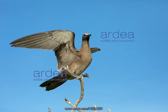 : Brown Noddy - Seychelles : Brown Noddy - Seychelles