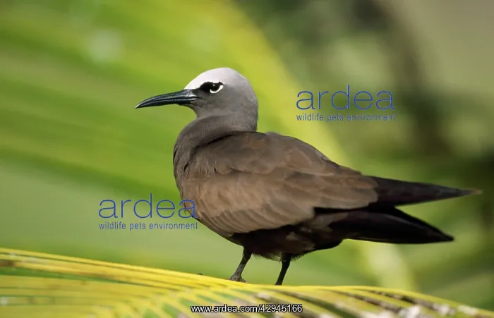 : Brown Noddy TERN / Common Noddy Tern : Brown Noddy TERN / Common Noddy Tern