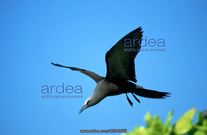 : Brown Noddy TERN / Common Noddy Tern - in flight : Brown Noddy TERN / Common Noddy Tern - in flight
