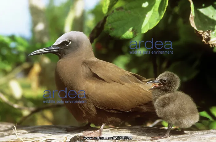 : Brown Noddy TERN / Common Noddy Tern - with young : Brown Noddy TERN / Common Noddy Tern - with young