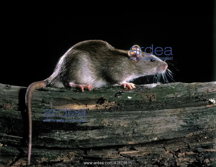 : Brown / Norway / Common Rat : Brown / Norway / Common Rat