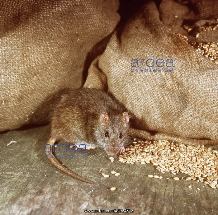 : Brown / Norway / Common RAT - By bags of grain : Brown / Norway / Common RAT - By bags of grain