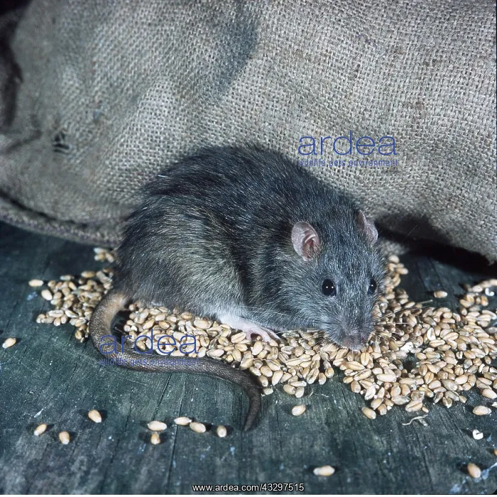 : BROWN / NORWAY / COMMON RAT - with grain spilt from sack : BROWN / NORWAY / COMMON RAT - with grain spilt from sack