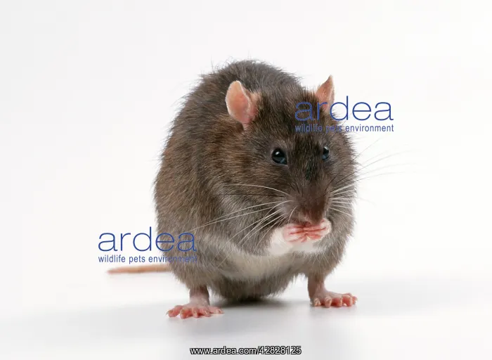 : Brown / Norway / Common RAT - grooming : Brown / Norway / Common RAT - grooming