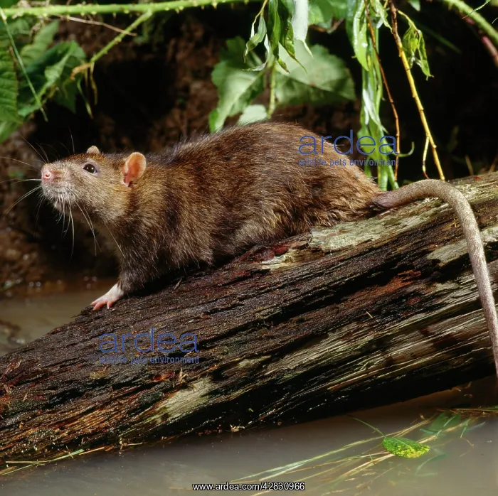 : Brown / Norway / Common RAT - on log, in River : Brown / Norway / Common RAT - on log, in River