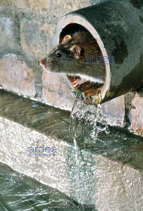 : Brown / Norway / Common RAT - in pipe, in sewer : Brown / Norway / Common RAT - in pipe, in sewer