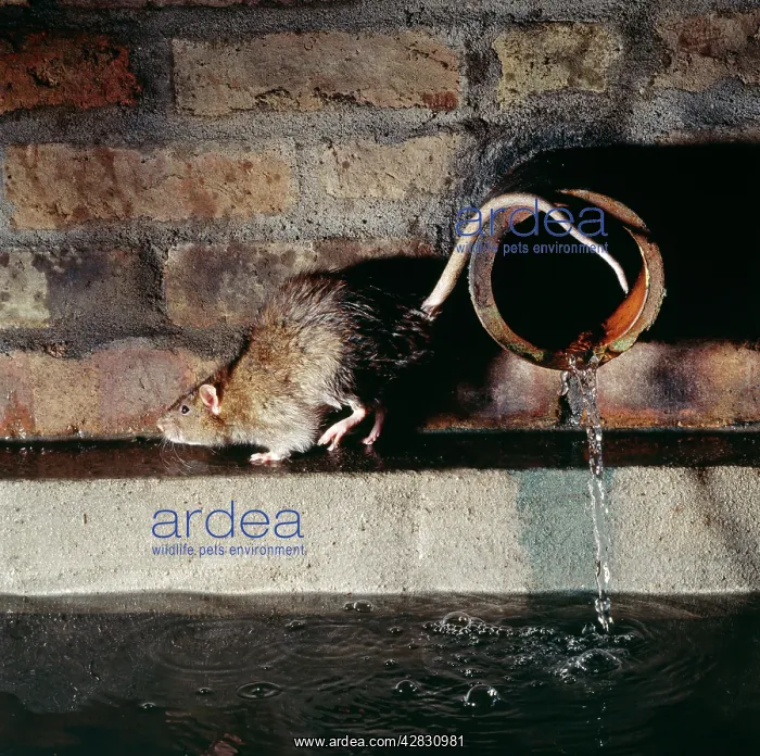 : Brown / Norway / Common RAT - in a sewer : Brown / Norway / Common RAT - in a sewer