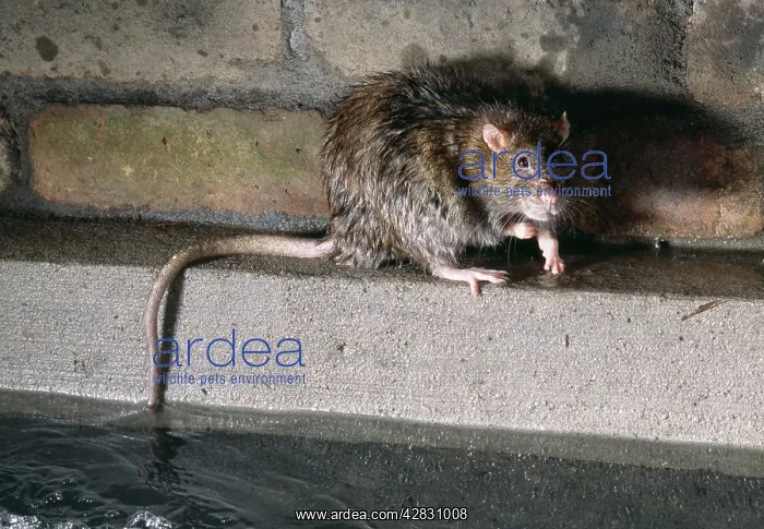 : Brown / Norway / Common RAT - in sewer : Brown / Norway / Common RAT - in sewer