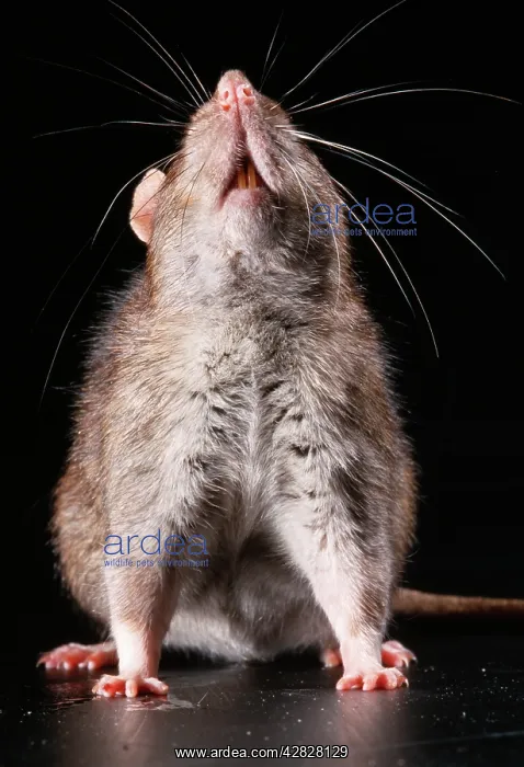 : Brown / Norway / Common RAT - sniffing air : Brown / Norway / Common RAT - sniffing air