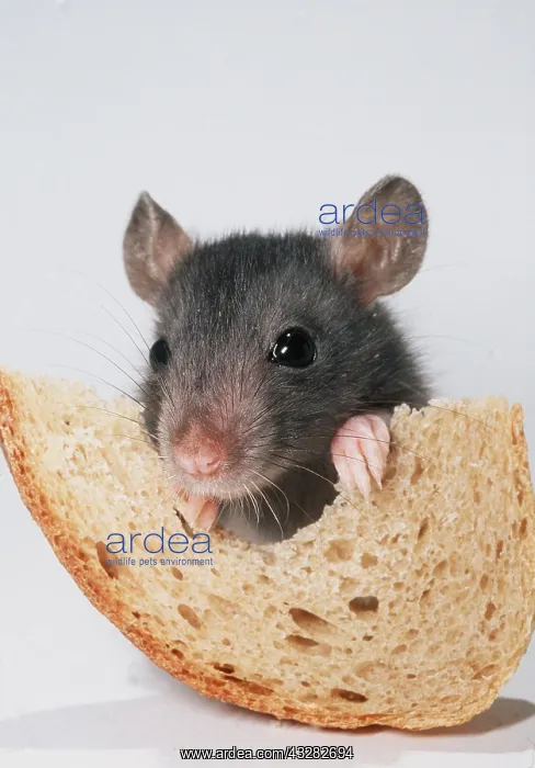  : Brown  /  Norway  /  Common RAT - young eating bread