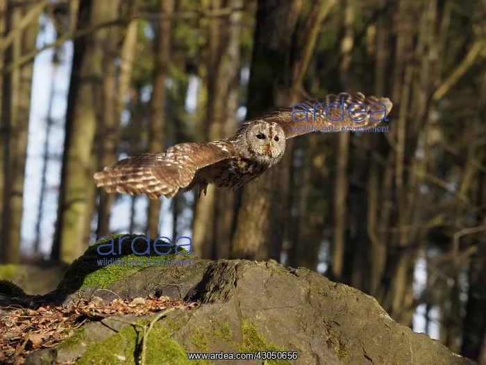  : Brown Owl-flying, Czech Republic