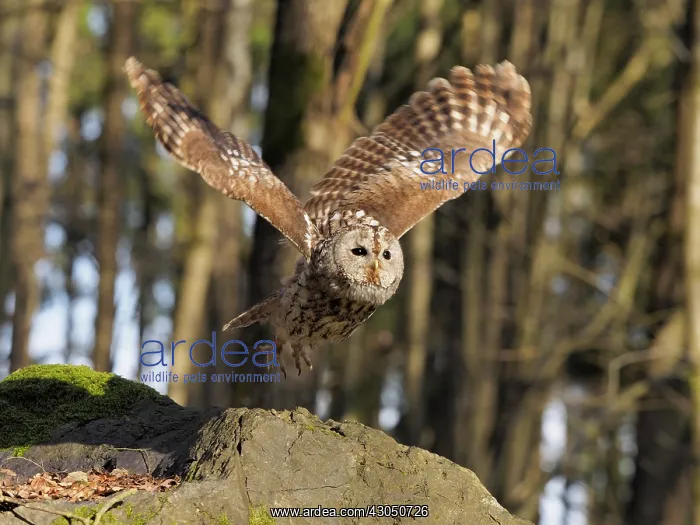  : Brown Owl-flying, Czech Republic