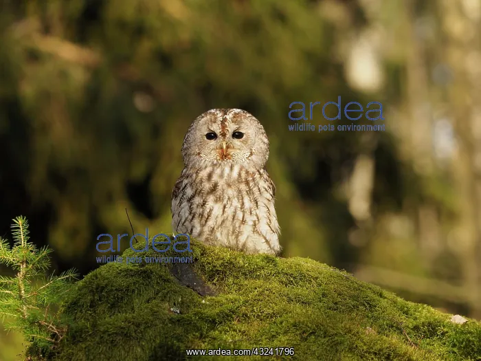  : Brown Owl-sitting on ground, Czech Republic