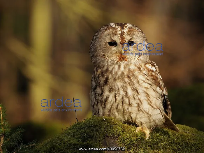  : Brown Owl-sitting on a stump, Czech Republic