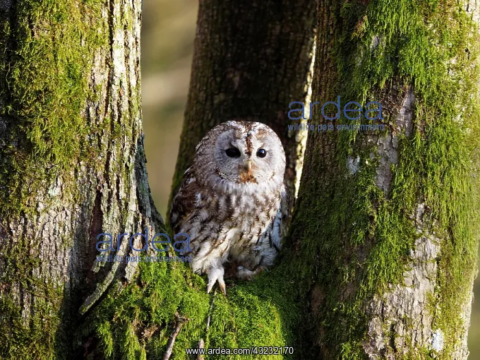  : Brown Owl-sitting on a tree, Czech Republic