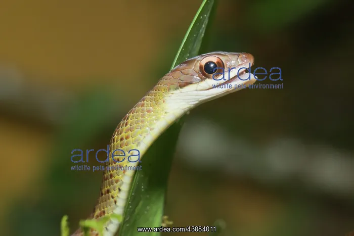 : Brown Parrot Snake : Brown Parrot Snake