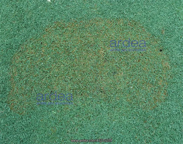 : Brown patch (Rhizoctonia solani) in turfgrass : Brown patch (Rhizoctonia solani) in turfgrass