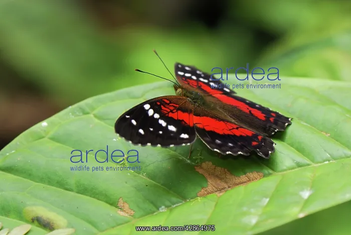 : The Brown Peacock Scarlet Peacock Butterfly : The Brown Peacock Scarlet Peacock Butterfly