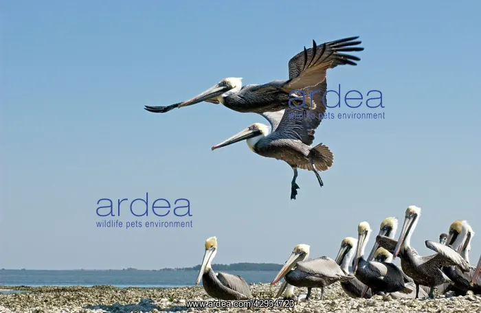  : Brown Pelican - 2 flying over small flock on sand spit