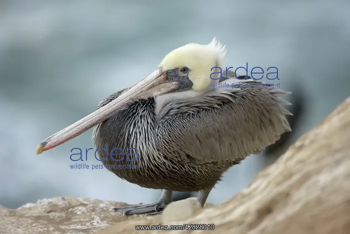 : Brown Pelican : Brown Pelican