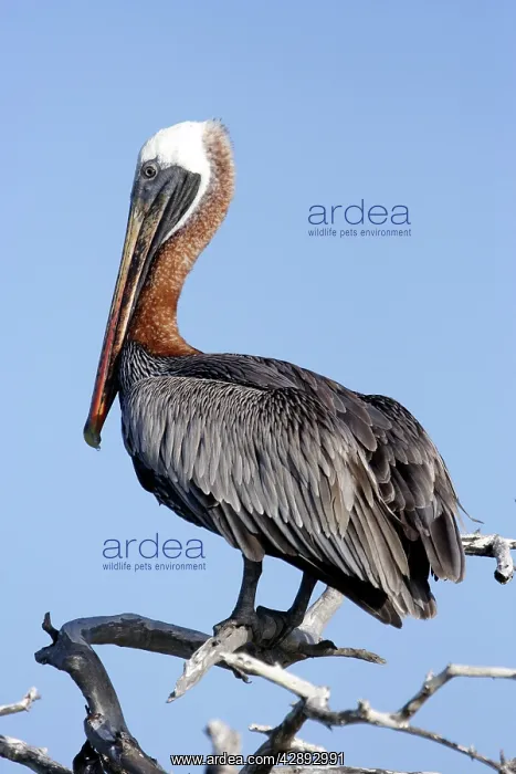 : Brown Pelican : Brown Pelican