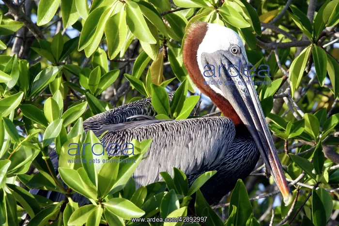 : Brown Pelican : Brown Pelican