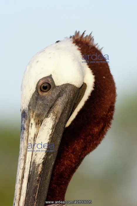 : Brown Pelican : Brown Pelican