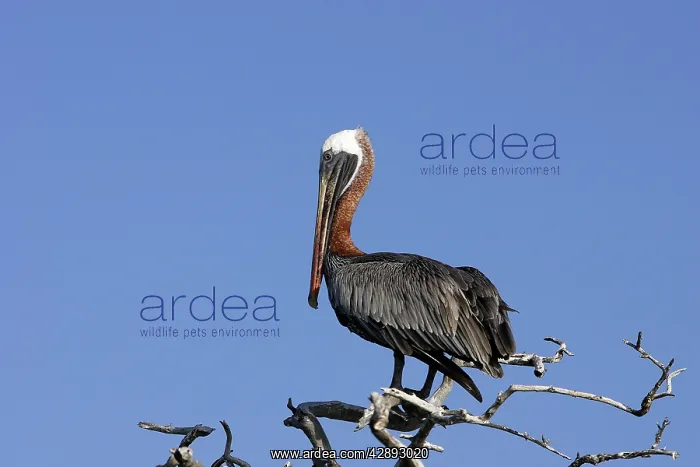 : Brown Pelican : Brown Pelican