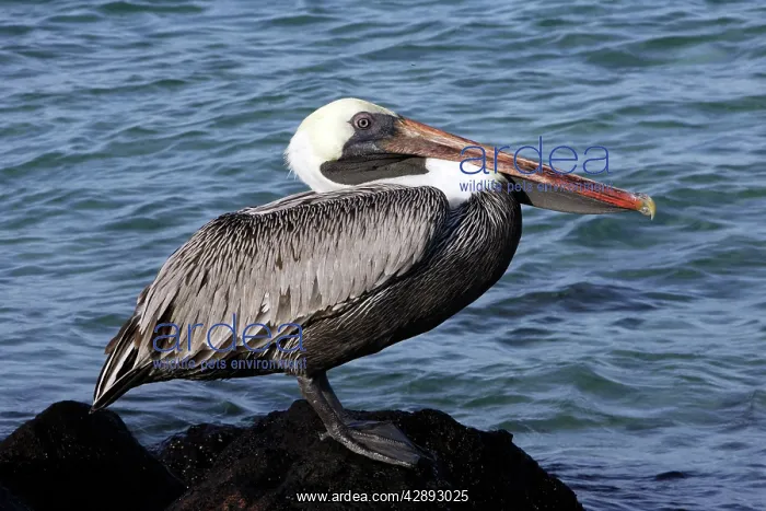 : Brown Pelican : Brown Pelican