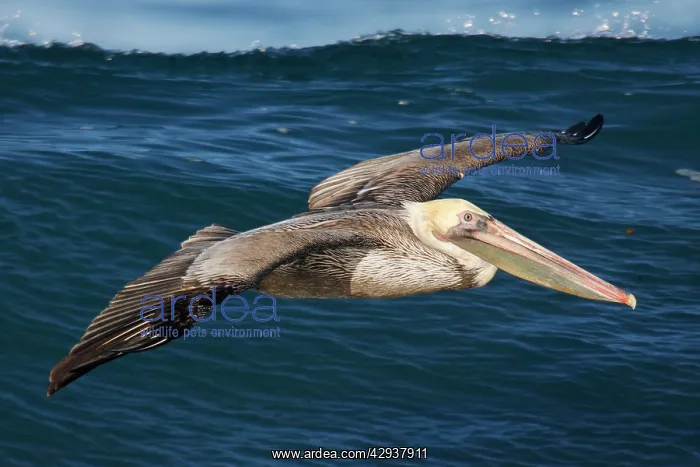  : Brown Pelican