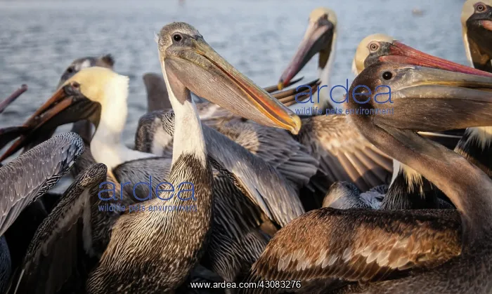 : Brown Pelican : Brown Pelican