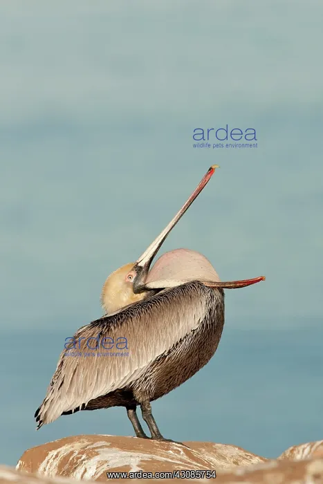 : Brown Pelican : Brown Pelican