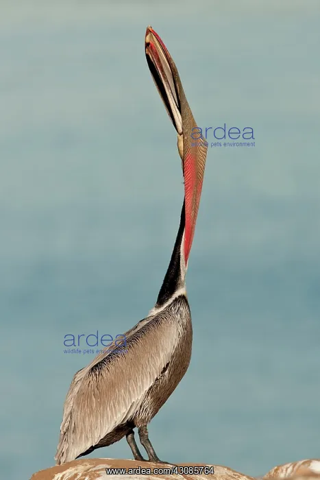 : Brown Pelican : Brown Pelican