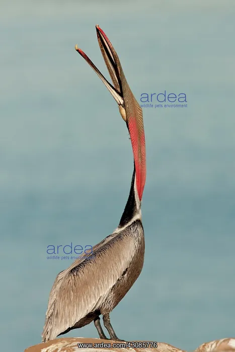 : Brown Pelican : Brown Pelican