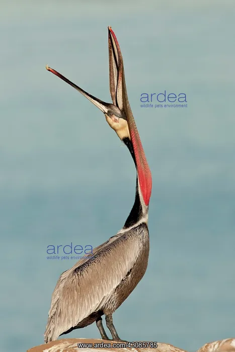 : Brown Pelican : Brown Pelican