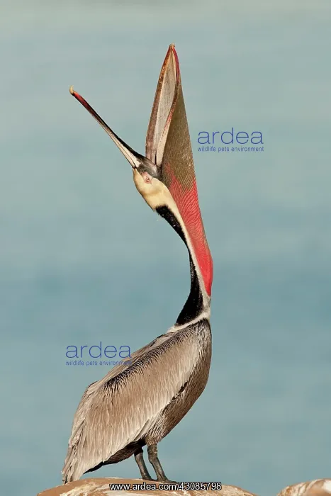 : Brown Pelican : Brown Pelican