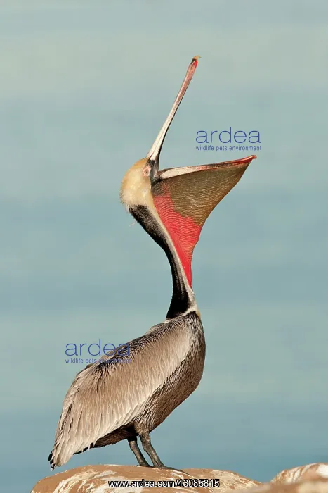 : Brown Pelican : Brown Pelican