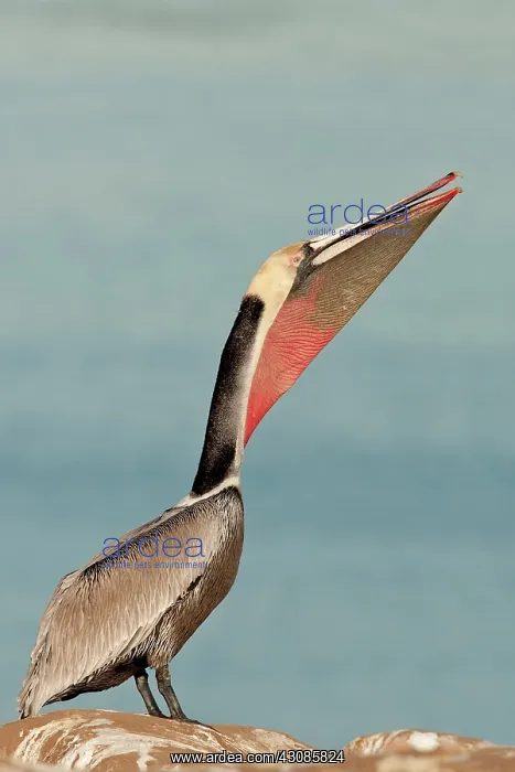 : Brown Pelican : Brown Pelican