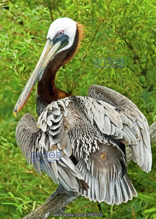 : Brown Pelican : Brown Pelican