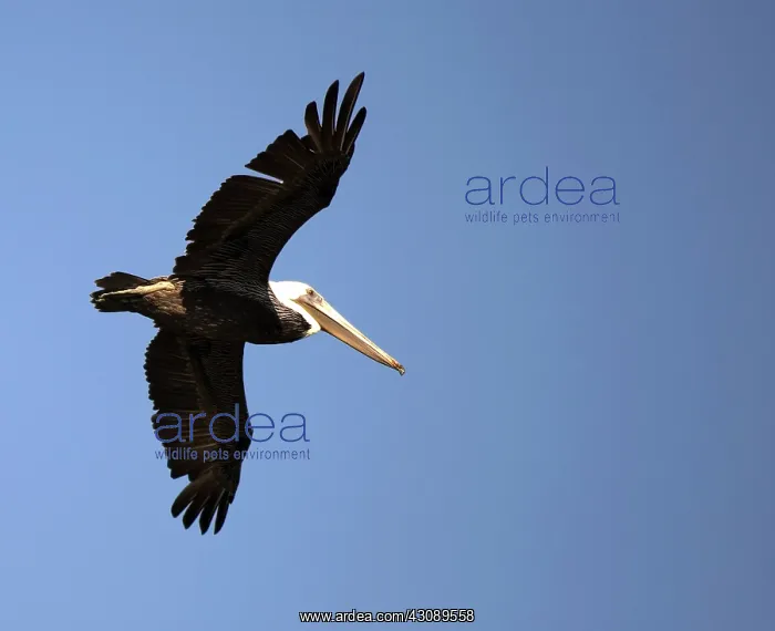 : Brown Pelican : Brown Pelican