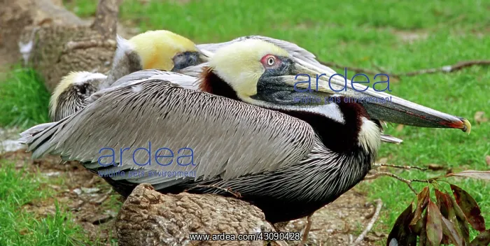 : Brown Pelican : Brown Pelican