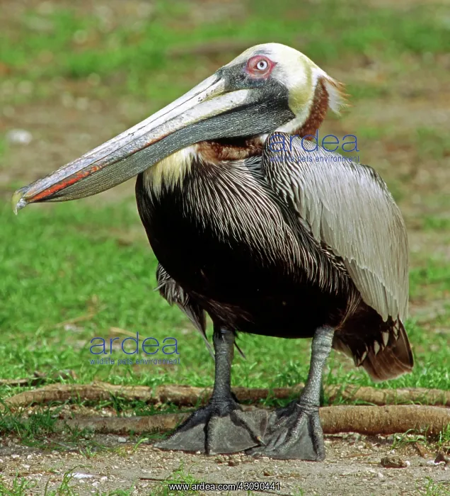 : Brown Pelican : Brown Pelican