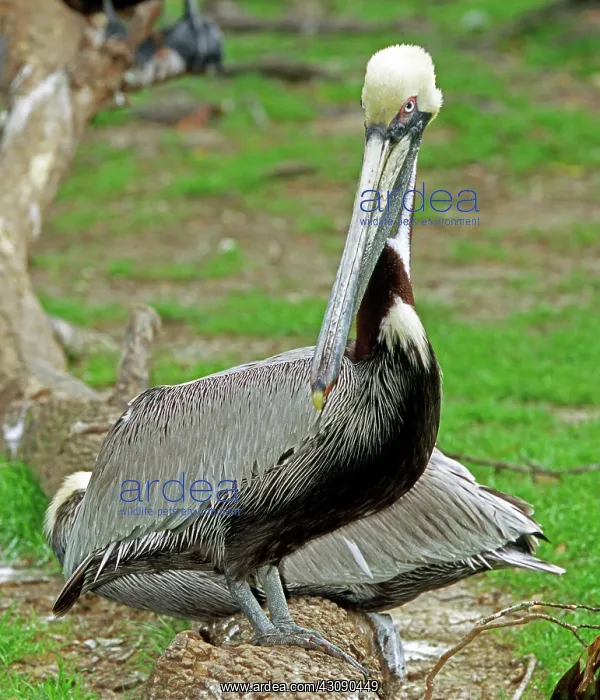 : Brown Pelican : Brown Pelican