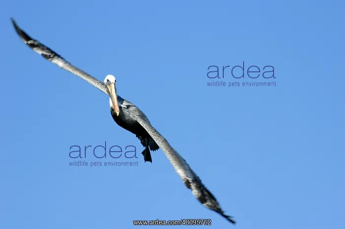  : Brown Pelican