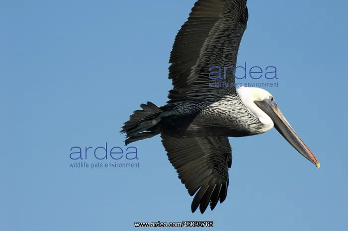: Brown Pelican : Brown Pelican
