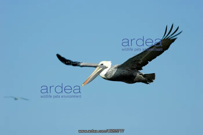 : Brown Pelican : Brown Pelican