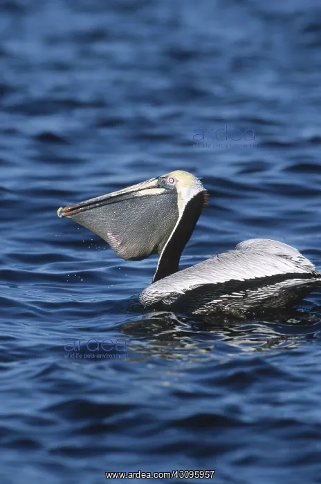 : Brown Pelican : Brown Pelican